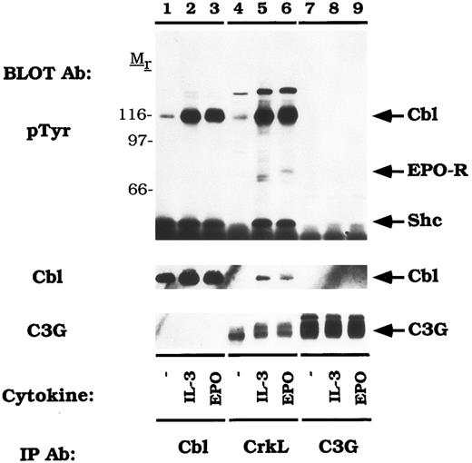 Fig. 7. CrkL constitutively associates with C3G. DA-3-EPO-R cells were depleted of cytokine for 8 hours and stimulated with no factor (lanes 1, 4, and 7), 50 U/mL of murine IL-3 (lanes 2, 5, and 8) or 50 U/mL of human EPO (lanes 3, 6, and 9) for 15 minutes. Following cell lysis, an immunoprecipitation was performed with either an anti-Cbl antibody (lanes 1-3), an anti-CrkL antibody (lanes 4-6), or an anti-C3G antibody (lanes 7-9). Immune complexes were resolved by SDS-PAGE and blotted to nitrocellulose. The immunoblot was probed with 4G10 monoclonal anti-phosphotyrosine antibody and then reprobed with either a Cbl or C3G polyclonal antibodies. The assignment of EPO-R and Shc was determined by stripping and reprobing the membrane with peptide-specific antibodies (data not shown). Molecular mass standards are indicated.