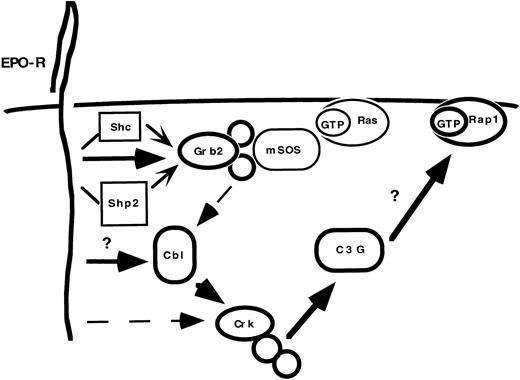 Fig. 8. EPO activates the Cbl-Crk-C3G cascade. EPO activates multiple signaling cascades within hematopoietic cells. A critical adaptor protein necessary for Ras activation, Grb2, can bind constitutively to Cbl. However, the predominant complex following cytokine activation is the Cbl-Crk complex. The preferred complexes are indicated by bold lines and larger arrowheads. Dashed lines indicate associations that occur in vitro, based on immunoprecipitation experiments (ie, Grb2-Cbl and EPO-R-Crk), but may have lesser significance in vivo. It remains unclear how EPO-R couples to Cbl and whether EPO-R activates Rap1.