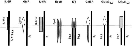 Fig. 1. Schematic of the wild-type and chimeric receptors introduced into Ba/F3 cells. All receptor cDNAs were subcloned into the expression vector pLXSN, which contains a neomycin resistance gene as a selectable marker.30 Receptor complexes are shown as dimers. The endogenous βc chain is represented by a thin, black rectangle.