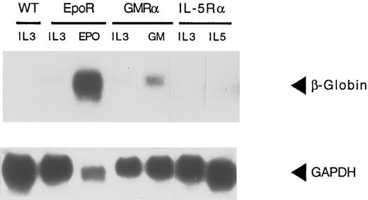 Fig. 2. Unlike the EpoR, GMR or IL-5R do not signal differentiation in Ba/F3 cells. Ba/F3 cells WT and Ba/F3 cells transfected with the indicated receptor chains EpoR, GMR-α, and IL-5Rα were grown in IL-3 (0.5 ng/mL) and G418, or in Epo (0.5 U/mL), GM-CSF (1 ng/mL), and IL-5 (1 ng/mL), as shown above each lane. Total RNA was isolated after 10 days, and probed for β-globin expression. Fifteen micrograms was analyzed in each lane. Loading efficiency was controlled by hybridization of the same blot with a GAPDH probe (shown below).