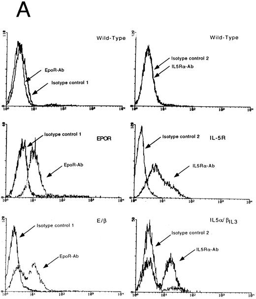 Fig. 3. Expression of transfected wild-type and chimeric receptors but not of endogenous EpoR, GMR-α and IL-5Rα in Ba/F3 clones. (A) Surface expression of EpoR and E/β receptors (left-hand side) or IL-5Rα and IL-5α/βIL3 receptors (right-hand side). 2 × 105 cells were treated as described in Materials and Methods and processed for FACS analysis. The type of cells and the antibodies used are indicated in each panel. Anti-EpoR antibody: antibody 8866; isotype control 1: polyclonal rabbit antimouse. Anti-IL-5Rα antibody: antibody 20H9; isotype control 2: polyclonal rat antimouse IgG2b. A representative sample of 3 independent experiments is shown. (B) Detection of 3′ specific EpoR, GMR-α, and IL-5Rα sequences, respectively. Twenty-five micrograms of total RNA was analyzed in each lane. Probes are described in Materials and Methods. Migration of each protected fragment agrees with the expected size and is indicated by an arrow. Top panel: RNase protection assay for EpoR RNA sequences. M: DNA markers (pBR322 Msp I digest); t: tRNA. WT: Ba/F3 cells; EpoR: Ba/F3-EpoR cells; E/β: Ba/F3-E/β cells. Middle panel: RNase protection assay for GMR-α RNA sequences. t: tRNA; WT: Ba/F3 cells; GMR-α: Ba/F3-GMR-α cells; GMER: Ba/F3-GMER cells; GMα/βIL3 : Ba/F3-GMα/βIL3 . Bottom panel: RNase protection assay for IL-5Rα RNA sequences. M; DNA markers; t: tRNA; WT: Ba/F3 cells; IL-5Rα: Ba/F3-IL-5Rα; IL-5α/βIL3 : Ba/F3-IL-5α/βIL3 .