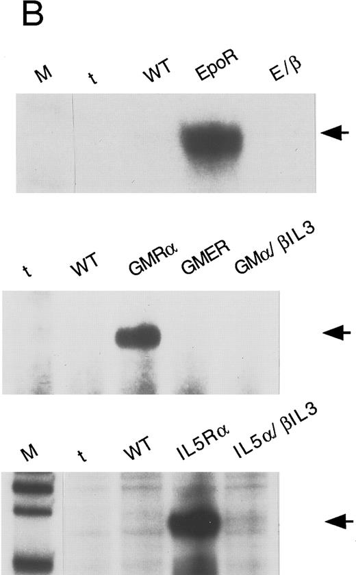 Fig. 3. Expression of transfected wild-type and chimeric receptors but not of endogenous EpoR, GMR-α and IL-5Rα in Ba/F3 clones. (A) Surface expression of EpoR and E/β receptors (left-hand side) or IL-5Rα and IL-5α/βIL3 receptors (right-hand side). 2 × 105 cells were treated as described in Materials and Methods and processed for FACS analysis. The type of cells and the antibodies used are indicated in each panel. Anti-EpoR antibody: antibody 8866; isotype control 1: polyclonal rabbit antimouse. Anti-IL-5Rα antibody: antibody 20H9; isotype control 2: polyclonal rat antimouse IgG2b. A representative sample of 3 independent experiments is shown. (B) Detection of 3′ specific EpoR, GMR-α, and IL-5Rα sequences, respectively. Twenty-five micrograms of total RNA was analyzed in each lane. Probes are described in Materials and Methods. Migration of each protected fragment agrees with the expected size and is indicated by an arrow. Top panel: RNase protection assay for EpoR RNA sequences. M: DNA markers (pBR322 Msp I digest); t: tRNA. WT: Ba/F3 cells; EpoR: Ba/F3-EpoR cells; E/β: Ba/F3-E/β cells. Middle panel: RNase protection assay for GMR-α RNA sequences. t: tRNA; WT: Ba/F3 cells; GMR-α: Ba/F3-GMR-α cells; GMER: Ba/F3-GMER cells; GMα/βIL3 : Ba/F3-GMα/βIL3 . Bottom panel: RNase protection assay for IL-5Rα RNA sequences. M; DNA markers; t: tRNA; WT: Ba/F3 cells; IL-5Rα: Ba/F3-IL-5Rα; IL-5α/βIL3 : Ba/F3-IL-5α/βIL3 .