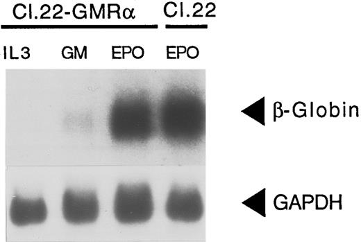 Fig. 5. Inability of GMR-α to signal differentiation is not caused by clonal restriction. Clone 22 (Cl 22), a Ba/F3 clone that expresses the EpoR ectopically was transfected with GMR-α cDNA (Cl 22-GMR-α). After selection in GM-CSF, cells were replated in IL-3, GM-CSF, and Epo, respectively. RNA was obtained and hybridized with a β-globin probe as described. Cytokines used to grow cells are indicated above each lane.