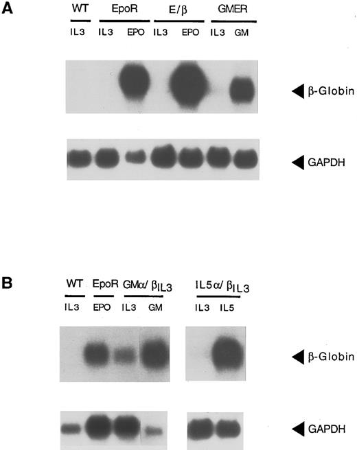 Fig. 6. Differentiation of Ba/F3 cells requires the cytoplasmic pairing of two signal transducing receptor chains. (A) RNA (15 μg) from Ba/F3 cells bearing the indicated receptors was analyzed as described in Fig 2. Cell lines and cytokines used for growth are indicated above each lane. β-Globin and GAPDH signals are shown with closed arrowheads. Abbreviations are as in Figure 3B. (B) β-Globin expression in IL-3 or GM-CSF (Ba/F3-GMa/βIL3 ) or in IL-3 and IL-5 (Ba/F3-IL-5a/βIL3 ). Ba/F3 cells and Ba/F3-EpoR cells are used as a negative and positive control, respectively.