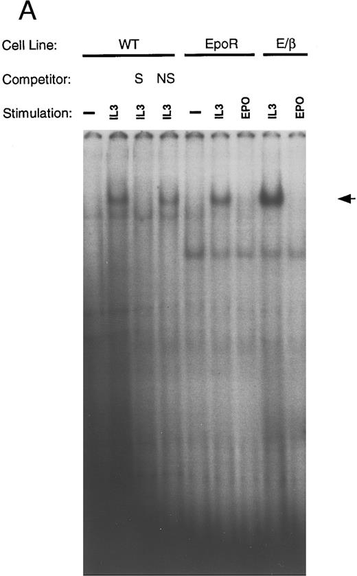 Fig. 7. Inverse correlation between STAT5 activation and differentiation. Ba/F3 cells bearing the indicated receptors were washed 3 times in PBS, starved for 6 hours in RPMI, and then stimulated with the indicated growth factor for 10 minutes. Nuclear extracts were obtained as described. Electrophoretic mobility shift assays (EMSA) were performed using a β-casein probe.33 Competition with unlabeled oligonucleotides were done with either the β-casein probe S or an unrelated nonspecific oligonucleotide (NS). Migration of the specific complex is shown with an arrow. (A) EMSA with nuclear extracts from wild-type Ba/F3 cells, Ba/F3-EpoR, and Ba/F3 E/β treated as indicated above each lane. (B) EMSA with nuclear extracts from Ba/F3-GMR-α and Ba/F3-GMα/βIL3 cells. / (C) EMSA with nuclear extracts from Ba/F3-IL-5Rα and Ba/F3-IL-5α/βIL3 cells. (D) EMSA were performed as in (A), in the absence or presence (+) of specific anti-STAT5 (αSTAT5) or anti-STAT6 (αSTAT6) antisera.
