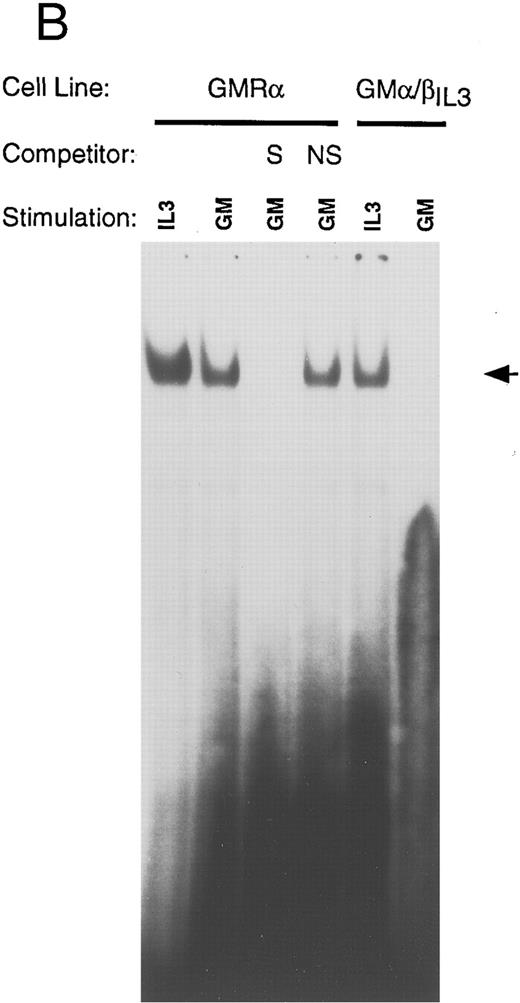 Fig. 7. Inverse correlation between STAT5 activation and differentiation. Ba/F3 cells bearing the indicated receptors were washed 3 times in PBS, starved for 6 hours in RPMI, and then stimulated with the indicated growth factor for 10 minutes. Nuclear extracts were obtained as described. Electrophoretic mobility shift assays (EMSA) were performed using a β-casein probe.33 Competition with unlabeled oligonucleotides were done with either the β-casein probe S or an unrelated nonspecific oligonucleotide (NS). Migration of the specific complex is shown with an arrow. (A) EMSA with nuclear extracts from wild-type Ba/F3 cells, Ba/F3-EpoR, and Ba/F3 E/β treated as indicated above each lane. (B) EMSA with nuclear extracts from Ba/F3-GMR-α and Ba/F3-GMα/βIL3 cells. / (C) EMSA with nuclear extracts from Ba/F3-IL-5Rα and Ba/F3-IL-5α/βIL3 cells. (D) EMSA were performed as in (A), in the absence or presence (+) of specific anti-STAT5 (αSTAT5) or anti-STAT6 (αSTAT6) antisera.
