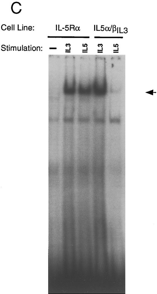 Fig. 7. Inverse correlation between STAT5 activation and differentiation. Ba/F3 cells bearing the indicated receptors were washed 3 times in PBS, starved for 6 hours in RPMI, and then stimulated with the indicated growth factor for 10 minutes. Nuclear extracts were obtained as described. Electrophoretic mobility shift assays (EMSA) were performed using a β-casein probe.33 Competition with unlabeled oligonucleotides were done with either the β-casein probe S or an unrelated nonspecific oligonucleotide (NS). Migration of the specific complex is shown with an arrow. (A) EMSA with nuclear extracts from wild-type Ba/F3 cells, Ba/F3-EpoR, and Ba/F3 E/β treated as indicated above each lane. (B) EMSA with nuclear extracts from Ba/F3-GMR-α and Ba/F3-GMα/βIL3 cells. / (C) EMSA with nuclear extracts from Ba/F3-IL-5Rα and Ba/F3-IL-5α/βIL3 cells. (D) EMSA were performed as in (A), in the absence or presence (+) of specific anti-STAT5 (αSTAT5) or anti-STAT6 (αSTAT6) antisera.