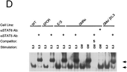 Fig. 7. Inverse correlation between STAT5 activation and differentiation. Ba/F3 cells bearing the indicated receptors were washed 3 times in PBS, starved for 6 hours in RPMI, and then stimulated with the indicated growth factor for 10 minutes. Nuclear extracts were obtained as described. Electrophoretic mobility shift assays (EMSA) were performed using a β-casein probe.33 Competition with unlabeled oligonucleotides were done with either the β-casein probe S or an unrelated nonspecific oligonucleotide (NS). Migration of the specific complex is shown with an arrow. (A) EMSA with nuclear extracts from wild-type Ba/F3 cells, Ba/F3-EpoR, and Ba/F3 E/β treated as indicated above each lane. (B) EMSA with nuclear extracts from Ba/F3-GMR-α and Ba/F3-GMα/βIL3 cells. / (C) EMSA with nuclear extracts from Ba/F3-IL-5Rα and Ba/F3-IL-5α/βIL3 cells. (D) EMSA were performed as in (A), in the absence or presence (+) of specific anti-STAT5 (αSTAT5) or anti-STAT6 (αSTAT6) antisera.