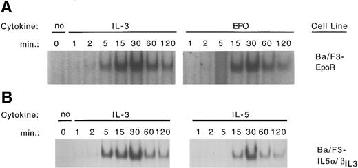 Fig. 8. Time course of STAT5 binding in Ba/F3-EpoR and Ba/F3 -IL-5α/βIL3 cells. (A) Ba/F3-EpoR cells were maintained in Epo (0.5 U/mL) washed 3× in PBS and starved for 6 hours in RPMI medium containing 10% FCS. Cells were then stimulated with either IL-3 (0.5 ng/mL) or Epo (0.5 U/mL) for the indicated period of time (1 × 107 cells per time point). Nuclear extracts were obtained and used for an EMSA with a β-casein probe as described in Materials and Methods. (B) Ba/F3-IL-5α/βIL3 were maintained in IL-5 (1 ng/mL) and treated as above. Stimulation was performed with either IL-3 (0.5 ng/mL) or IL-5 (1 ng/mL).