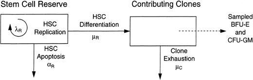 Fig. 1. A two compartment model of hematopoiesis. Hematopoietic stem cells have three possible fates: replication (self-renewal), which occurs with intensity λR ; the initiation of a differentiation/maturation program, which occurs with intensity μR ; and apoptosis, which occurs with intensity αR . Hematopoiesis was simulated assuming all determinations were determined by chance. Progenitor cells (BFU-E and CFU-GM) are sampled from the contributing clone compartment each 4 weeks for 6 years to mimic feline studies.