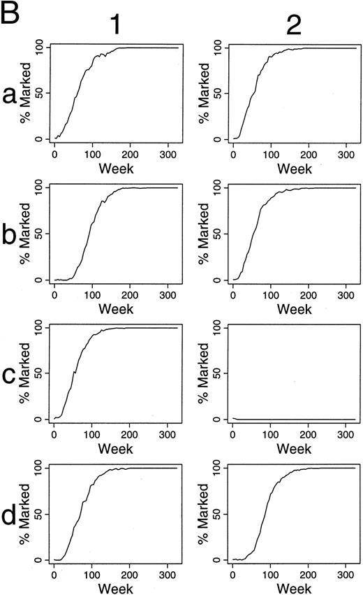 Fig. 4. Simulations of gene therapy in which two marked cells were included among the 300 hematopoietic stem cells (A). In the comparable simulations of (B) and (C), however, the label is not neutral. In (B), it confers a twofold self-renewal advantage to HSC, ie, the p(HSC replication) for marked cells is two times that of unmarked cells. / In the simulations of (C), a marked clone has a one-half chance of exhaustion when compared with unmarked clones, ie, the p(exhaustion of a differentiating clone) is one-half that of unmarked clones.
