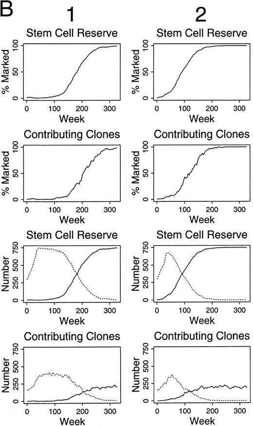 Fig. 5. Simulations of gene therapy in which two marked cells are included among the 300 transplanted HSCs. Marked cells have one-half the chance of differentiation as unmarked HSC. In this circumstance, marked clones often dominate hematopoiesis, sometimes requiring 250 weeks from transplantation, however. The kinetics by which labeled hematopoietic stem cells dominate hematopoiesis are shown in (B). Column 1 shows the kinetics of the outcome seen in experiment a1 of (A). Marked clones first dominated the hematopoietic stem cell reserve, and then the contributing clone compartment. The last two rows of column 1 shows this effect in terms of the number of marked (solid line) and unmarked (dotted line) cells within the hematopoietic stem cell reserve, and the number of marked and unmarked clones contributing to hematopoiesis, respectively. Column 2 presents the additional data from experiment b2 of (A) and shows a similar kinetics.