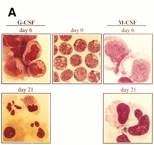 Fig. 1. Morphology and phenotypic characterization of CD34+ cells undergoing granulocyte or monocyte/macrophage differentiation. Isolated CD34+ cells were cultured in the presence of SCF, IL-3, IL-6, and either G-CSF or M-CSF. (A) At the indicated times, cells were cytocentrifuged and stained with May-Grunwald-Giemsa solution (original magnification × 1,000). (B) Bidimensional dot plots of cells labeled with anti-CD34 and anti-CD33 monoclonal antibodies. Numbers within quadrants indicate the percentage of cells in the different populations. Quadrants were set according to isotype-matched negative control stainings. All stainings and dot plots are from a representative experiment (n = 3).
