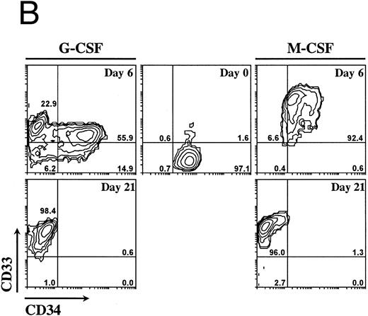 Fig. 1. Morphology and phenotypic characterization of CD34+ cells undergoing granulocyte or monocyte/macrophage differentiation. Isolated CD34+ cells were cultured in the presence of SCF, IL-3, IL-6, and either G-CSF or M-CSF. (A) At the indicated times, cells were cytocentrifuged and stained with May-Grunwald-Giemsa solution (original magnification × 1,000). (B) Bidimensional dot plots of cells labeled with anti-CD34 and anti-CD33 monoclonal antibodies. Numbers within quadrants indicate the percentage of cells in the different populations. Quadrants were set according to isotype-matched negative control stainings. All stainings and dot plots are from a representative experiment (n = 3).