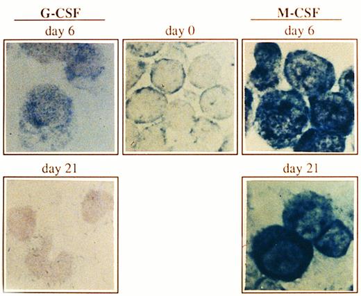 Fig. 2. Expression of Bcl-x in CD34+ cells undergoing granulocyte or monocyte/macrophage differentiation. Cells were cultured as described in Fig 1, and at the indicated time points, Bcl-x protein was analyzed by an immunocytochemical procedure using a rabbit antibody against human Bcl-x. After incubation with biotinilated goat antirabbit IgG and ExtrAvidin alkaline phosphatase, staining was developed using BCIP/NBT substrate (original magnification × 1,000). No signal was detectable in the negative controls. All stainings are from a representative experiment (n = 3).