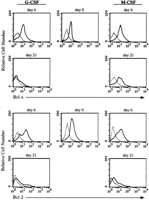 Fig. 3. Flow cytometric analysis of Bcl-x and Bcl-2 in CD34+ cells undergoing granulocyte or monocyte/macrophage differentiation. Cells were cultured in the presence of G-CSF or M-CSF and at the indicated time points differentiating cells were stained with mouse antihuman Bcl-x, hamster antihuman Bcl-2 (6C8) or irrelevant antibody as a background control (dotted lines) followed by biotin-conjugated goat antimouse or antihamster IgG and PE-conjugated streptavidin. All histograms are from a representative experiment (n = 3).