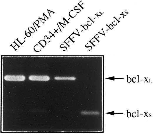Fig. 5. Expression of bcl-x mRNA in HL-60 and CD34+ cells differentiated into monocytes/macrophages. Total RNA was purified from HL-60 cells treated with PMA for 4 days and CD34+ cells after 21 days of culture in the presence of M-CSF, and subjected to RT-PCR analysis with oligonucleotide primers that amplify both bcl-xL (340 bp) and bcl-xS (151 bp). Plasmids containing bcl-xL (SFFV-bcl-xL ) or bcl-xS (SFFV-bcl-xS ) cDNAs were also amplified as positive controls. After 30 cycles, PCR products were electrophoresed in a 2% agarose gel and stained with ethidium bromide.