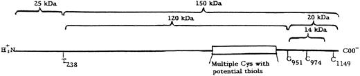 Fig. 1. Structure of thrombospondin. The fragments are arranged about the main cleavage points at T238 and G951 and the additional cleavage site approximately 60 residues (6 kD) from the C-terminus. The multiple cysteines (Cys) with potential thiols are within the calcium binding region (type 3 repeats) of thrombospondin.10