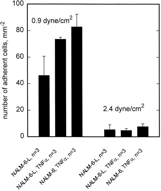 Fig. 2. Adhesion to HCEC is independent of L-selectin. At 0.9 dyne/cm2, adhesion of NALM-6-L as well as NALM-6 cells is equally enhanced by activation of HCEC with TNF-α. At 2.4 dyne/cm2, no difference exists between adhesion of NALM-6-L and NALM-6 cells to activated HCEC. Mean values ±SEM.