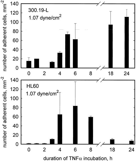 Fig. 4. Rolling adhesion of L-selectin+ (300.19-L, top panel) and L-selectin−, but sLex+ (HL60, bottom panel) cells to TNF-α–stimulated HCMEC as a function of the duration of TNF-α incubation. At 1.07 dyne/cm2, adhesion of 300.19-L increases at 4 to 5 hours of stimulation and remains elevated for at least 24 hours. Adhesion of HL60 increases at 3 to 4 hours of stimulation and returns to the control level within 18 hours. Mean values ±SEM, n = 2.