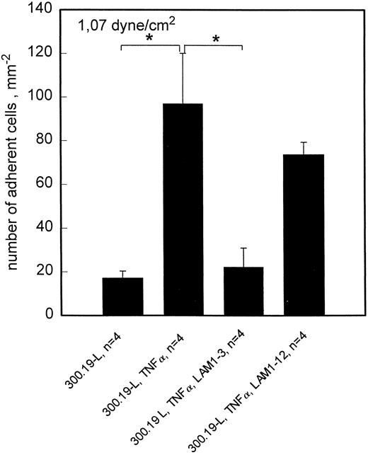 Fig. 5. Rolling adhesion of 300.19-L cells to HCMEC is L-selectin dependent. At 1.07 dyne/cm2, adhesion of 300.19-L cells is significantly enhanced by activation of HCMEC with TNF-α. The enhanced adhesion is completely blocked by anti–L-selectin MoAb LAM1-3 but not by LAM1-12. Mean values ±SEM; *P < .05.