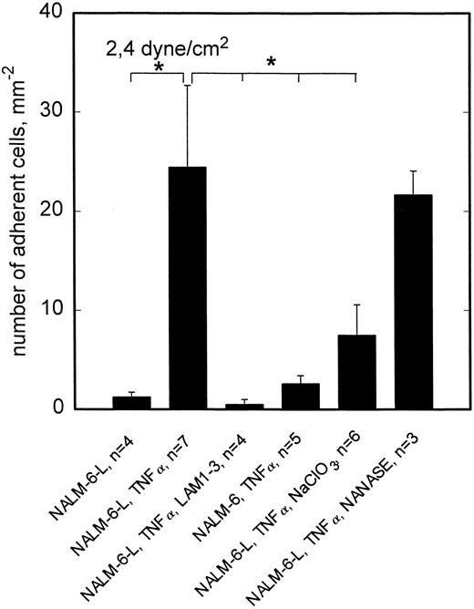Fig. 6. L-selectin–dependent rolling adhesion to TNF-α–stimulated HCMEC is reduced by NaClO3 but not by neuraminidase. At 2.4 dyne/cm2, adhesion of L-selectin+ NALM-6-L cells to HCMEC is significantly enhanced by TNF-α stimulation of endothelial cells. This stimulated adhesion is completely blocked by anti–L-selectin MoAb LAM1-3 and cannot be observed in L-selectin− NALM-6 cells. This L-selectin dependent adhesion can be reduced to one third, if posttranslational sulfation reactions are inhibited by cultivation of HCMEC in the presence of NaClO3 . Neuraminidase treatment of HCMEC shows no effect on the adhesion behavior. Mean values ±SEM; *P < .05 versus positive control (first column).