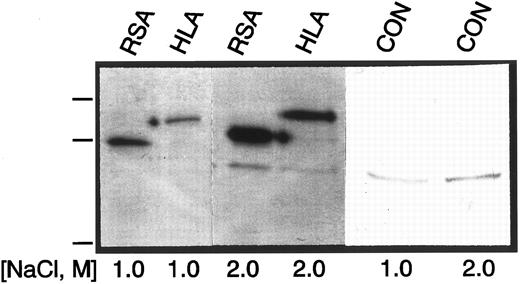 Fig. 5. Gel analysis of eluates from Affi-Gel Blue columns. Equivalent amounts of media transfected with pSG5-RSA (RSA), pSG5-HLA (HLA), or pSG5 (CON), and metabolically labeled with 35S-Met and -Cys were chromatographed on separate Affi-Gel Blue minicolumns. Bound material was eluted with the salt concentrations shown below the lanes, and resolved by SDS-PAGE followed by fluorography and autoradiography. Molecular-weight markers (94, 67, 43 kD) are shown at left.