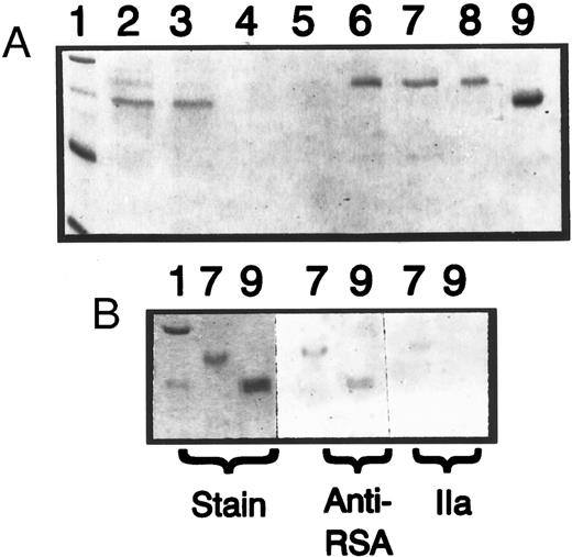 Fig. 7. Purification and characterization of HLA(H)6 . (A) A 10% SDS gel stained with Coomassie Blue, on which aliquots of fractions containing HLA(H)6 were electrophoresed at different stages of its preparation. Lane 2, conditioned media from Cos cells transfected with pSG5-HLA(H)6 ; lane 3, flow-through from Ni-NTA-agarose column; lanes 4 and 5, wash fractions with and without Tween 20; lane 6, peak of eluate from Ni-NTA-agarose column; lane 7, eluate from Affi-Gel Blue; lane 8, flow-through from heparin-Sepharose. Lane 9 contains 1.0 μg of plasma-derived RSA, and lane 1 shows molecular weight markers (same as Fig 3). (B) Additional electrophoresis of aliquots of samples shown in lanes 7 and 9 in (A); the gel was cut in three, and portions stained with Coomassie Blue (Stain), immunoblotted with anti-RSA as in Fig 3, or blot-overlaid with thrombin (IIa).