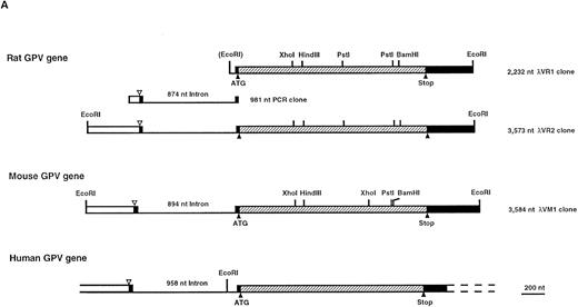 Fig. 1. Characterization of the rat and mouse platelet GPV genes. (A) Cloning strategy and structure of the rat and mouse GPV genes and comparison to the human gene. The rat GPV gene was obtained by screening of a λ Dash genomic library (λVR1 clone) with a human genomic DNA probe, PCR amplification of rat genomic DNA, and rescreening of the genomic library (λVR2 clone) with the PCR fragment. The reported sequence corresponds to the λVR2 clone and contains the entire coding sequence and promoter region. The mouse GPV gene (λVM1 clone) was obtained by screening a mouse genomic library in the λ Dash vector with the rat λVR1 clone. Each clone was sequenced at least once on both strands. The human GPV gene structure16 is given for comparison. The three genes have a single intron dividing the genes in two exons. The clones and intron sizes are indicated in nucleotides (nt). Stippled, closed, and open boxes represent the coding, 5′ and 3′ untranslated, and promoter regions, respectively. The ATG start and TGA stop codons are marked with (▴). The (▵) indicates the position of a putative transcription start site. Sites for EcoRI, Xho I, HindIII, Pst I, and BamHI restriction enzymes are indicated. The EcoRI site in parentheses is a cloning site not present in the gene. (B) Comparison of human (H), rat (R), and mouse (M) GPV promoter sequences. Approximatly 500 nt of the 5′ flanking sequences upstream of the intron are shown. Nucleotide numbering on the left corresponds to Lanza et al16 for human GPV and to the clones λRV2 and λMV1 for rat and mouse GPV, respectively. A putative initiation start site is boxed. Negative nucleotide numbering on the basis of the proposed initiation site is indicated on the right. Identity with the human sequence is indicated by a (:), while hyphens denote gaps inserted to optimize the alignment. Putative binding sites for TATA, GATA, Ets, PuF, CACC, NFE-2, and the platelet specific PMS-E transcription factors are indicated by bold-underlined characters. (C) Transcriptional start sites in megakaryocyte and platelet expressed genes. The sequences flanking the +1 position for mouse terminal deoxynucleotidyl transferase (TdT) and human αIIb and α2 integrins, GPIX, and PF4 genes are compared with 5′ flanking sequences of H, R, and M GPV genes. Sites of transcription initiation for promoters lacking TATA and CAAT boxes have a consensus sequence with CA at −1, +1 (boxed) and pyrimidine-rich segments on either side (underlined).
