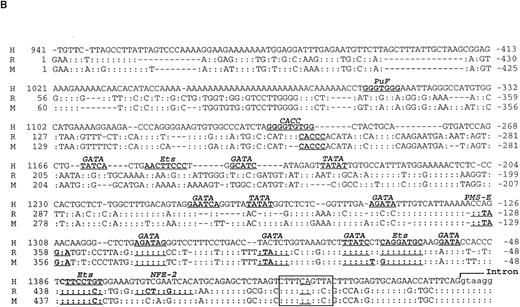 Fig. 1. Characterization of the rat and mouse platelet GPV genes. (A) Cloning strategy and structure of the rat and mouse GPV genes and comparison to the human gene. The rat GPV gene was obtained by screening of a λ Dash genomic library (λVR1 clone) with a human genomic DNA probe, PCR amplification of rat genomic DNA, and rescreening of the genomic library (λVR2 clone) with the PCR fragment. The reported sequence corresponds to the λVR2 clone and contains the entire coding sequence and promoter region. The mouse GPV gene (λVM1 clone) was obtained by screening a mouse genomic library in the λ Dash vector with the rat λVR1 clone. Each clone was sequenced at least once on both strands. The human GPV gene structure16 is given for comparison. The three genes have a single intron dividing the genes in two exons. The clones and intron sizes are indicated in nucleotides (nt). Stippled, closed, and open boxes represent the coding, 5′ and 3′ untranslated, and promoter regions, respectively. The ATG start and TGA stop codons are marked with (▴). The (▵) indicates the position of a putative transcription start site. Sites for EcoRI, Xho I, HindIII, Pst I, and BamHI restriction enzymes are indicated. The EcoRI site in parentheses is a cloning site not present in the gene. (B) Comparison of human (H), rat (R), and mouse (M) GPV promoter sequences. Approximatly 500 nt of the 5′ flanking sequences upstream of the intron are shown. Nucleotide numbering on the left corresponds to Lanza et al16 for human GPV and to the clones λRV2 and λMV1 for rat and mouse GPV, respectively. A putative initiation start site is boxed. Negative nucleotide numbering on the basis of the proposed initiation site is indicated on the right. Identity with the human sequence is indicated by a (:), while hyphens denote gaps inserted to optimize the alignment. Putative binding sites for TATA, GATA, Ets, PuF, CACC, NFE-2, and the platelet specific PMS-E transcription factors are indicated by bold-underlined characters. (C) Transcriptional start sites in megakaryocyte and platelet expressed genes. The sequences flanking the +1 position for mouse terminal deoxynucleotidyl transferase (TdT) and human αIIb and α2 integrins, GPIX, and PF4 genes are compared with 5′ flanking sequences of H, R, and M GPV genes. Sites of transcription initiation for promoters lacking TATA and CAAT boxes have a consensus sequence with CA at −1, +1 (boxed) and pyrimidine-rich segments on either side (underlined).
