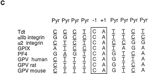 Fig. 1. Characterization of the rat and mouse platelet GPV genes. (A) Cloning strategy and structure of the rat and mouse GPV genes and comparison to the human gene. The rat GPV gene was obtained by screening of a λ Dash genomic library (λVR1 clone) with a human genomic DNA probe, PCR amplification of rat genomic DNA, and rescreening of the genomic library (λVR2 clone) with the PCR fragment. The reported sequence corresponds to the λVR2 clone and contains the entire coding sequence and promoter region. The mouse GPV gene (λVM1 clone) was obtained by screening a mouse genomic library in the λ Dash vector with the rat λVR1 clone. Each clone was sequenced at least once on both strands. The human GPV gene structure16 is given for comparison. The three genes have a single intron dividing the genes in two exons. The clones and intron sizes are indicated in nucleotides (nt). Stippled, closed, and open boxes represent the coding, 5′ and 3′ untranslated, and promoter regions, respectively. The ATG start and TGA stop codons are marked with (▴). The (▵) indicates the position of a putative transcription start site. Sites for EcoRI, Xho I, HindIII, Pst I, and BamHI restriction enzymes are indicated. The EcoRI site in parentheses is a cloning site not present in the gene. (B) Comparison of human (H), rat (R), and mouse (M) GPV promoter sequences. Approximatly 500 nt of the 5′ flanking sequences upstream of the intron are shown. Nucleotide numbering on the left corresponds to Lanza et al16 for human GPV and to the clones λRV2 and λMV1 for rat and mouse GPV, respectively. A putative initiation start site is boxed. Negative nucleotide numbering on the basis of the proposed initiation site is indicated on the right. Identity with the human sequence is indicated by a (:), while hyphens denote gaps inserted to optimize the alignment. Putative binding sites for TATA, GATA, Ets, PuF, CACC, NFE-2, and the platelet specific PMS-E transcription factors are indicated by bold-underlined characters. (C) Transcriptional start sites in megakaryocyte and platelet expressed genes. The sequences flanking the +1 position for mouse terminal deoxynucleotidyl transferase (TdT) and human αIIb and α2 integrins, GPIX, and PF4 genes are compared with 5′ flanking sequences of H, R, and M GPV genes. Sites of transcription initiation for promoters lacking TATA and CAAT boxes have a consensus sequence with CA at −1, +1 (boxed) and pyrimidine-rich segments on either side (underlined).