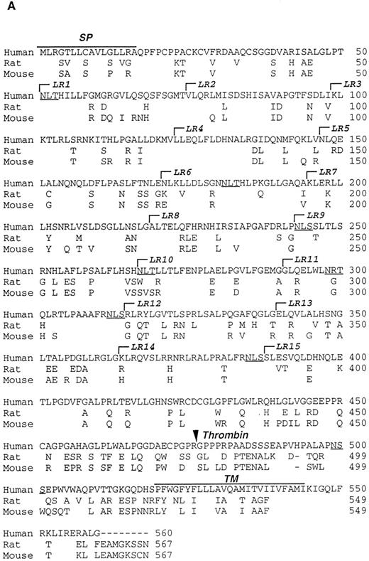 Fig. 2. Characterization of the R and M platelet GPV proteins. (A) Comparison of the H, R, and M GPV amino acid sequences. The amino acid sequences of R and M GPV were deduced from their genes and aligned with the human sequence using CLUSTAL software. Amino acid differences with respect to the human protein are indicated. Residues encoding the signal peptide (SP) and transmembrane domain (TM) are indicated with an overline. Tandem Leu-rich (LR) motifs of 24 amino acids are marked and numbered successively. The Leu-rich boundaries have been modified as compared with Lanza16 to account for the crystal structure of another member of the Leu-rich family, the porcine RNAse inhibitor.36 Each Leu-rich motif starts at the well conserved putative β-strand segment. Potential N-glycosylation sites are underlined. A putative thrombin cleavage site is indicated by a closed arrowhead. (B) Presence of a thrombin cleavage site in R and M GPV. The putative thrombin recognition motif of M GPV is aligned with the H thrombin receptor (TR) cleavage site, while the R GPV motif is compared with the H GPV and H Aα fibrinogen (FgAα) cleavage sites. Identical residues are boxed.