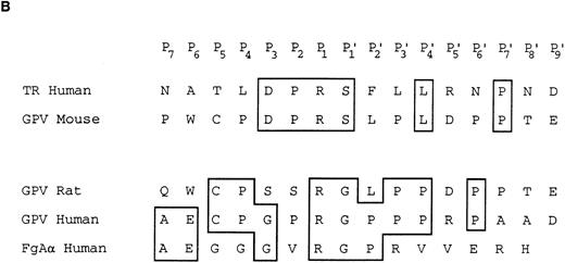 Fig. 2. Characterization of the R and M platelet GPV proteins. (A) Comparison of the H, R, and M GPV amino acid sequences. The amino acid sequences of R and M GPV were deduced from their genes and aligned with the human sequence using CLUSTAL software. Amino acid differences with respect to the human protein are indicated. Residues encoding the signal peptide (SP) and transmembrane domain (TM) are indicated with an overline. Tandem Leu-rich (LR) motifs of 24 amino acids are marked and numbered successively. The Leu-rich boundaries have been modified as compared with Lanza16 to account for the crystal structure of another member of the Leu-rich family, the porcine RNAse inhibitor.36 Each Leu-rich motif starts at the well conserved putative β-strand segment. Potential N-glycosylation sites are underlined. A putative thrombin cleavage site is indicated by a closed arrowhead. (B) Presence of a thrombin cleavage site in R and M GPV. The putative thrombin recognition motif of M GPV is aligned with the H thrombin receptor (TR) cleavage site, while the R GPV motif is compared with the H GPV and H Aα fibrinogen (FgAα) cleavage sites. Identical residues are boxed.