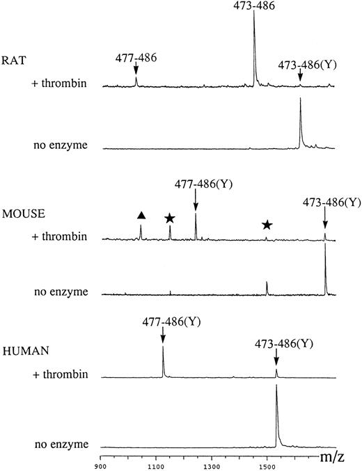 Fig. 3. MALDI-TOF mass spectrometric analysis of thrombin cleavage of synthetic R, M, and H GPV peptides. Synthetic peptides corresponding to region 473-486 of R, M, and H GPV, respectively (see Materials and Methods), were incubated with saline or human α-thrombin. Thrombin treatment of rat 473-486(Y) caused loss of the nonnatural COOH-terminal tyrosine giving rise to the 473-486 peptide, which generated a thrombin cleaved 477-486 peak. M and H 473-486(Y) peptides were cleaved at position 476/477 to give peptide 477-486(Y) and a decrease of the 473-486(Y) peak. In the M spectra, the original peptide contained contaminants indicated by stars, which generated a thrombin digest peak indicated by a triangle. M/Z: observed mass/charge.