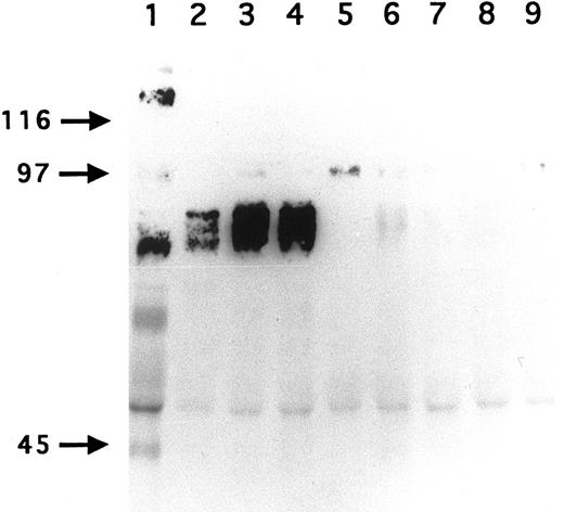 Fig. 5. Immunoprecipitation of GPV from biotinylated H and R platelet proteins. H (lane 1) and R (lanes 2 to 9) platelets were surface labeled with biotin and treated with saline (lanes 1 to 5) or with 5 U/mL thrombin (lanes 6 to 9). Platelets were washed, lysed with Triton X-100, and the proteins immunoprecipitated with MoAb V.1 against human GPV (lane 1), MoAbs RPM.4 (lanes 2 and 6), RPM.9 (lanes 3 and 7), and RPM.11 (lanes 4 and 8) against R GPV, and MoAb RPM.10 against R GPIIb-IIIa (lanes 5 and 9). MoAb V.1 immunoprecipitated a 82-kD band from human resting platelets (lane 1). MoAbs RPM.4, RPM.9, and RPM.11 immunoprecipitated a broad band centered at 88 kD from R unstimulated platelets (lanes 2 to 4). This band disappeared from the surface of thrombin-stimulated platelets (lanes 6 to 8). These results confirm that R GPV is specifically cleaved by thrombin and that the epitopes for the R GPV MoAbs are located NH2-terminal from the cleavage site. Under these conditions, RPM.10 gave a weak signal at 100 kD (lane 5) corresponding to GPIIIa and no labeling of GPIIb.