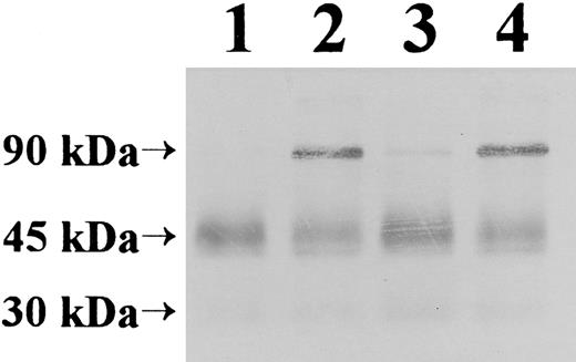 Fig. 7. DTSSP cross-linking of TF on HL-60 cells. details of the DTSSP cross-linking and the Western blot analysis are presented in Material and Methods. Each lane contained the TF immunopurified from 5 × 107 cells. The immunopurified TF samples were run unreduced on a 10% acrylamide Laemmli gel in the following order: lane 1, untreated cells (no DTSSP); lane 2, untreated cells + DTSSP; lane 3, ionomycin-treated cells + DTSSP; ionomycin-treated cells (pretreated with CMZ) + DTSSP.