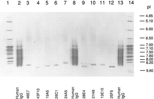 Fig. 1. Isoelectric focusing of anti-Rh(D) IgGs. After electrophoresis, the gel was stained with CBB and photographed. The migration of pI standard proteins is shown in lanes 1 and 14 and of polyclonal human IgG in lanes 2, 8, and 13. The position of the 9 anti-Rh(D) MoAbs is shown at the bottom of the gel.