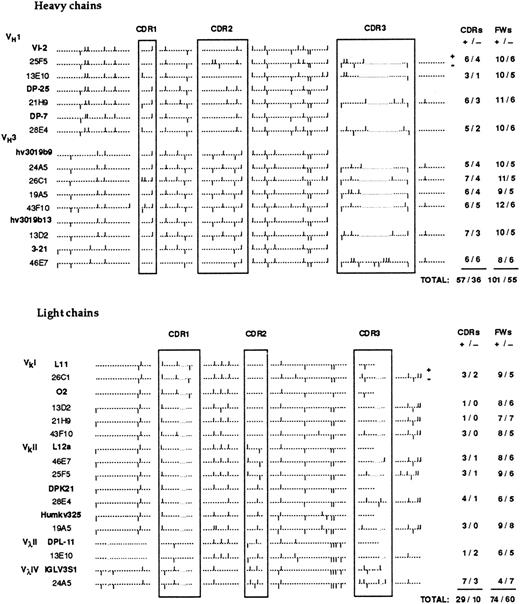 Fig. 4. Distribution of cationic and anionic amino acids in the V regions of anti-Rh(D) H and L chains. The position of charged residues is shown by bars above (+) and below (−) the sequence line. The numbers of cationic and anionic amino acids in the CDRs and FRs are indicated at the right.