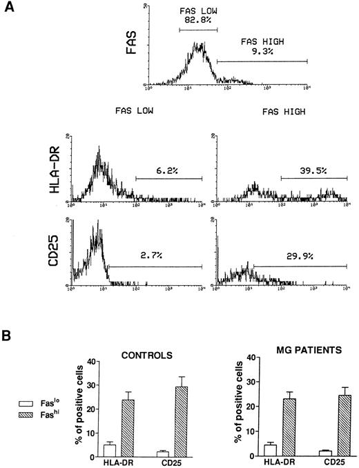 Fig. 2. Activation state of Faslo and Fashi thymocytes. Freshly isolated thymocytes were stained with anti-Fas antibody and PE-labeled anti-CD25 or FITC-labeled anti-HLA-DR. (A) In Fas expression analysis, gates were set to define Faslo and Fashi thymocytes. During the acquisition step, events were accumulated in these gates. Analysis of one representative MG patient (anti-AChR antibody titer 33 nmol/L) is shown. In this representative analysis (one of six experiments) the percentage of HLA-DR–expressing or CD25-expressing cells is strikingly higher in Fashi thymocytes than in Faslo thymocytes. (B) Such analyses were performed on 6 controls and 6 MG patients. Data presented are mean ± SEM. The increase in HLA-DR or CD25+ cells in Fashi thymocytes compared with Faslo thymocytes were similar in controls and in MG patients.