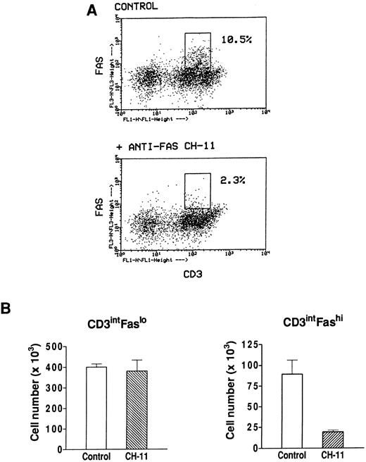Fig. 7. Effect of an agonistic anti-Fas antibody on MG Fashi thymocytes. (A) Fas and CD3 expression was analyzed after 20 hours of culture in the presence of immobilized CH-11 anti-Fas antibody (5 μg/mL) and in control conditions. A representative analysis of an MG patient is shown. After anti-Fas treatment a decrease in the proportion of Fashi thymocytes with intermediate CD3 expression was observed. (B) Living cell numbers (measured by Trypan blue assay) obtained with and without CH-11 anti-Fas antibody were compared in three MG patients. Cell numbers in CD3intFaslo and CD3intFashi thymocytes were calculated from percentages obtained by immunofluorescence analysis. Although CD3intFaslo were not sensitive to CH-11 anti-Fas antibody, most CD3intFashi were eliminated in this condition. Data are the mean ± SEM from three experiments.