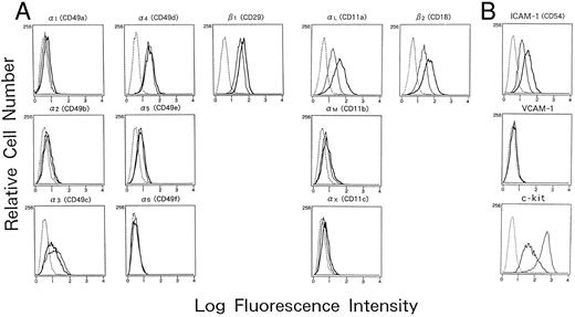 Fig. 2. Adhesion molecules expressed on human mast cells cultured with or without IL-4. Human cultured mast cells (2 × 105) established from CB MNCs were cultured with or without IL-4 (10 ng/mL) for 5 days in the presence of SCF (100 ng/mL) and IL-6 (80 ng/mL), and the expression of various adhesion molecules was analyzed by flow cytometry. Cells were incubated with different murine MoAbs specific for (A) integrins; and (B) adhesion molecules belonging to Ig superfamilies; (━), mast cells cultured with IL-4; —— , cultured without IL-4), or subclass matched control antibodies (- - - -), and were subsequently stained with FITC-conjugated goat antimouse IgG. The results are one representative out of three.