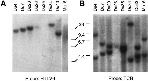 Fig. 1. (A through C) Southern blot analysis of the HTLV-I provirus and T-cell receptor gene rearrangement in human T-cell clones. Genomic DNA digested with EcoRI (A, B) Sac I, or HindIII (C) was hybridized with the probe indicated. All clones except Du35 were infected with HTLV-I. (D) Restriction map of the HTLV-I genome. Numbers indicate the predicted length in kb of restriction fragments.