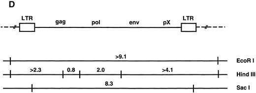Fig. 1. (A through C) Southern blot analysis of the HTLV-I provirus and T-cell receptor gene rearrangement in human T-cell clones. Genomic DNA digested with EcoRI (A, B) Sac I, or HindIII (C) was hybridized with the probe indicated. All clones except Du35 were infected with HTLV-I. (D) Restriction map of the HTLV-I genome. Numbers indicate the predicted length in kb of restriction fragments.