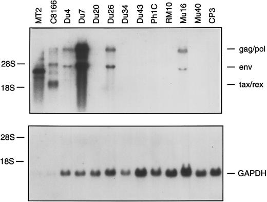 Fig. 2. Northern blot analysis of total RNA from HTLV-I–infected clones. A total of 0.1 μg (MT2, C8166) or 10 μg (all other tracks) of total RNA was hybridized with an HTLV-I or GAPDH probe.