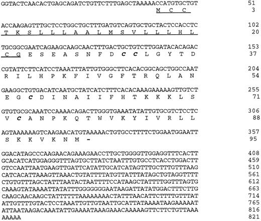 Fig. 1. The nucleotide and amino acid sequence of the novel human chemokine Exodus. The predicted signal peptide is underlined. The conserved cysteines that participate in the characteristic disulfide bonds are in bold italics. There are a number of 3′ untranslated AAAU sequences present that often mediate mRNA instability in cytokine genes. There is also a consensus polyadenylation sequence near the 3′ end of the sequence. This sequence has been deposited in GenBank under accession number U64197.