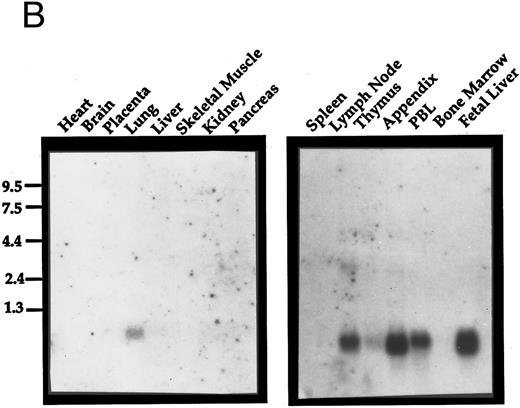 Fig. 2. Northern analysis of the expression of Exodus. (A) Exodus is not expressed in a variety of hematopoietic and nonhematopoietic cell lines in poly A+ Northern analysis. (B) Commercially prepared poly A+ Northern blots of a variety of normal human lymphoid and nonlymphoid tissue. Exodus is preferentially expressed in lymphoid tissue, consistent with the other members of the β-chemokine family. (C) Exodus expression is induced in monocytic and endothelial cells when they are exposed to inflammatory stimuli. PBMC are normal human PBMCs, I-HUVEC are cultured human umbilical vein endothelial cells, and THP-1 are human monocytic leukemia cells. LPS is lipopolysaccharide. The blots in 2A and 2C were rehybridized with actin to control for integrity and loading of RNA. These signals are shown below the Exodus Northerns. The commercially-prepared Northerns were not rehybridized with actin.