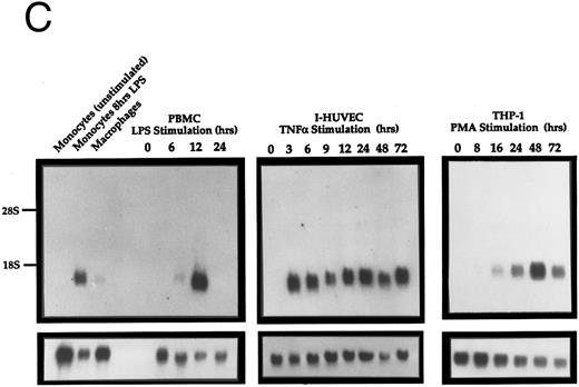Fig. 2. Northern analysis of the expression of Exodus. (A) Exodus is not expressed in a variety of hematopoietic and nonhematopoietic cell lines in poly A+ Northern analysis. (B) Commercially prepared poly A+ Northern blots of a variety of normal human lymphoid and nonlymphoid tissue. Exodus is preferentially expressed in lymphoid tissue, consistent with the other members of the β-chemokine family. (C) Exodus expression is induced in monocytic and endothelial cells when they are exposed to inflammatory stimuli. PBMC are normal human PBMCs, I-HUVEC are cultured human umbilical vein endothelial cells, and THP-1 are human monocytic leukemia cells. LPS is lipopolysaccharide. The blots in 2A and 2C were rehybridized with actin to control for integrity and loading of RNA. These signals are shown below the Exodus Northerns. The commercially-prepared Northerns were not rehybridized with actin.
