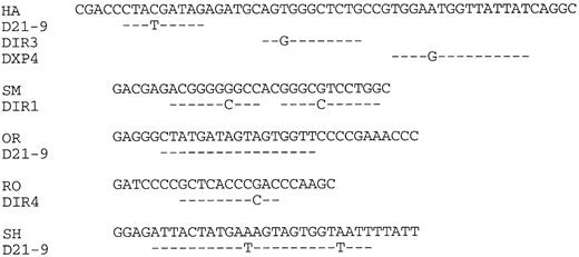 Fig. 4. Lymphoma nucleotide sequences compared with germline D segments. The lymphoma VH CDR3 regions are shown up to but not including the JH segments indicated in Fig 2.