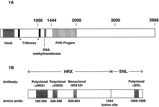 Fig. 1. Schematic representations of wild-type and chimeric HRX proteins. (A) Distinctive motifs or areas of similarity shared between wild-type HRX and D trithorax are indicated. (B) Schematic representation of the HRX-ENL fusion protein and the regions identified by various antibodies employed for these studies. The amino acids are numbered according to Tkachuk et al, 1992.4