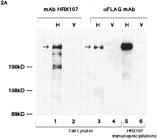 Fig. 2. Western blot analyses of HRX proteins using various antibodies. (A) Western blot analysis of flag-tagged HRX-ENL expression. Lanes 1 through 4 contain a nuclear extract of Bosc 293 cells transfected with either the N-terminal flag-tagged HRX-ENL (H) or vector alone (V) (2.5 μg protein per lane). Lanes 1 and 2 were probed with MoAb HRX 107 whereas lanes 3 and 4 were probed with the antiflag antibody. Arrow indicates the protein detected by both MoAb HRX 107 and the antiflag antibody. For lanes 5 and 6, extracts of Bosc 293 cells (75 μg) that had been transfected with N-terminal flag-tagged HRX-ENL (H) or vector alone (V) were immunoprecipitated with MoAb HRX 107, with subsequent Western blotting with the antiflag antibody. (B) Comparison of MoAb HRX 107 with polyclonal anti-HRX and anti-ENL antibodies. Each lane contains extracts of Bosc 293 cells transfected with an HRX-ENL expression construct (H) or vector alone (V) as indicated above the gel lanes. Protein amounts applied to the gel were as follows: 50 μg in lanes 1, 2, and 6; 10 μg in lane 5; 20 μg in lanes 3, 4, 7, and 8. Note that the negative control lane 6 in the Western blot probed with MoAb HRX 107 contained five times as much protein as lane 5. Arrow indicates the protein detected by MoAb HRX 107 and the polyclonal antibodies αHRX1, αHRX2, and αENL. Arrowhead indicates the smaller isoforms of HRX-ENL detected by the polyclonal antibodies αHRX1 and αENL. (C) Western blot analysis of whole-cell lysates from Molt-4 (T-cell acute lymphoblastic leukemia), and two cell lines (HB 11; 19 and RS 4; 11) expressing chimeric HRX fusion proteins using HRX 107 on a 5% SDS-PAGE gel.